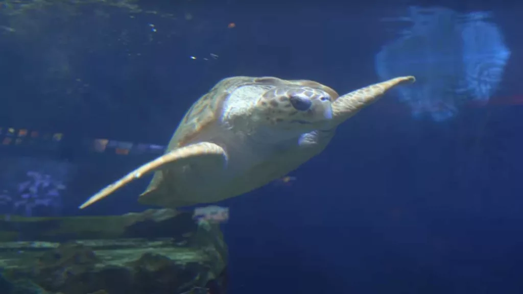 Döende sköldpadda räddades av unik teknik