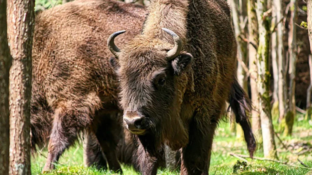 Större än älgar – snart kan vilda visenter släppas loss i Sverige